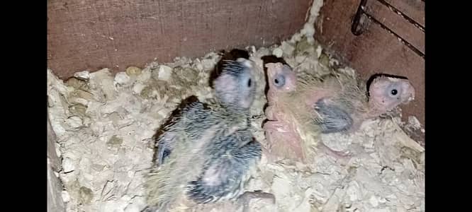 best chicks for hand tame