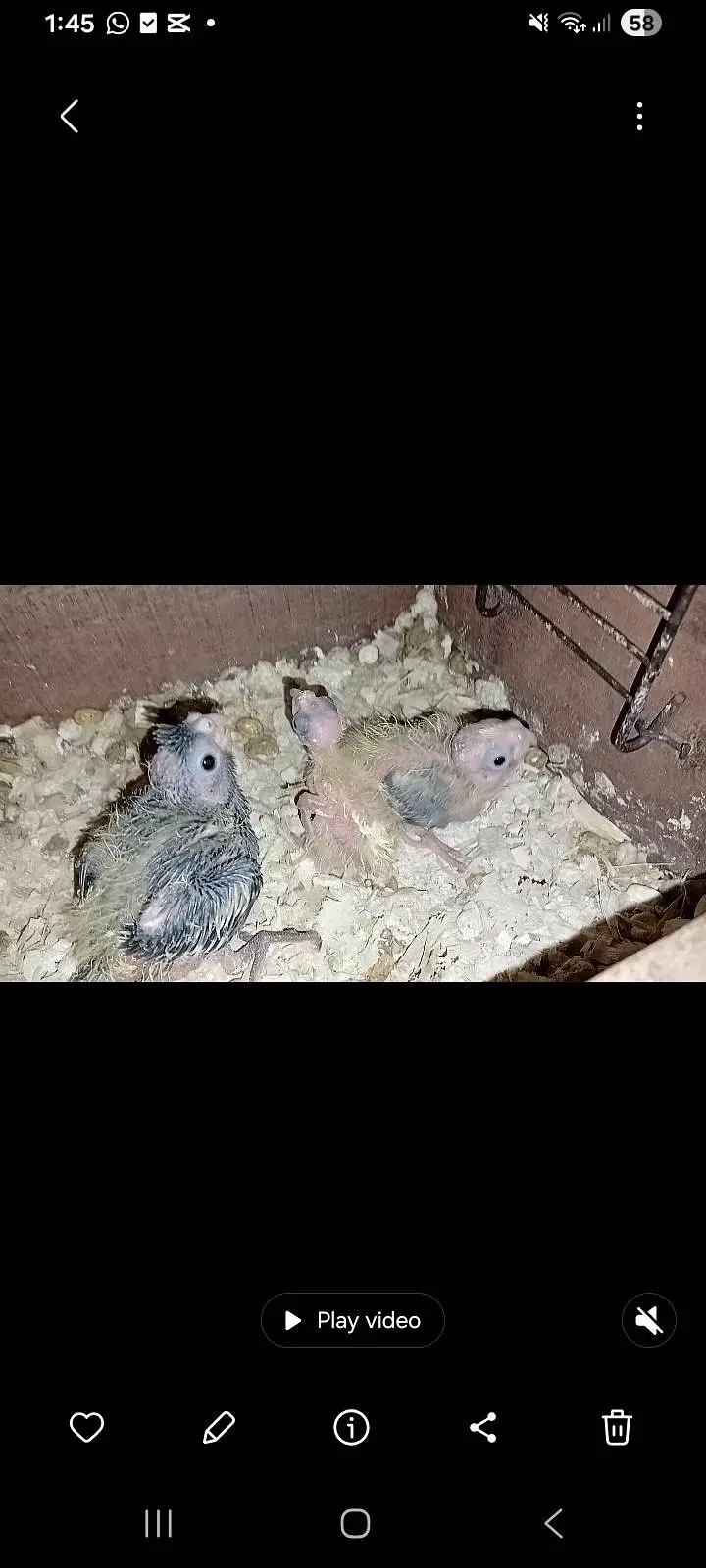 best chicks for hand tame — photo 2