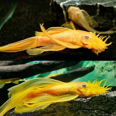 L144 Longfin Required