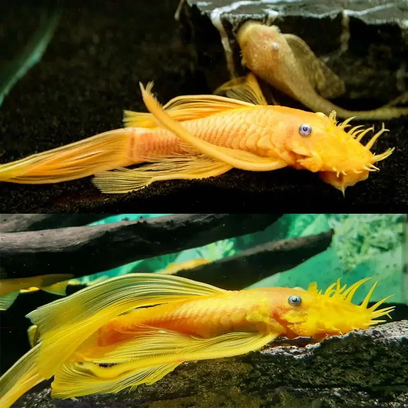 L144 Longfin Required