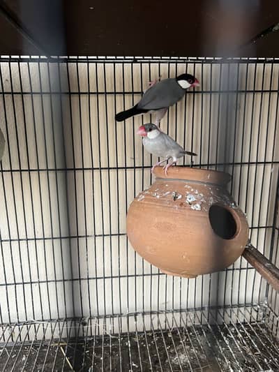 Java breeder pair