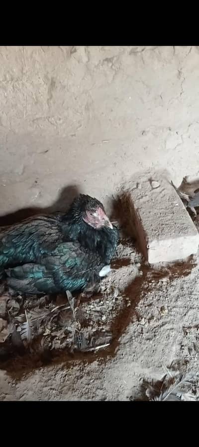 kurk hens