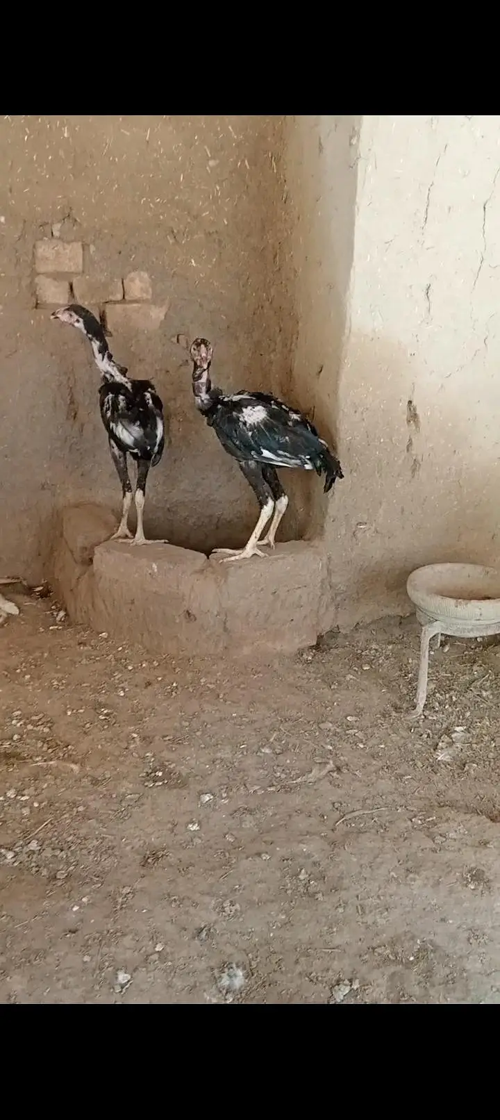 kurk hens — photo 3