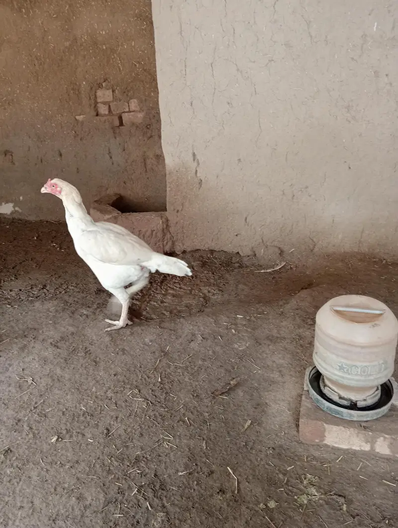 kurk hens — photo 4