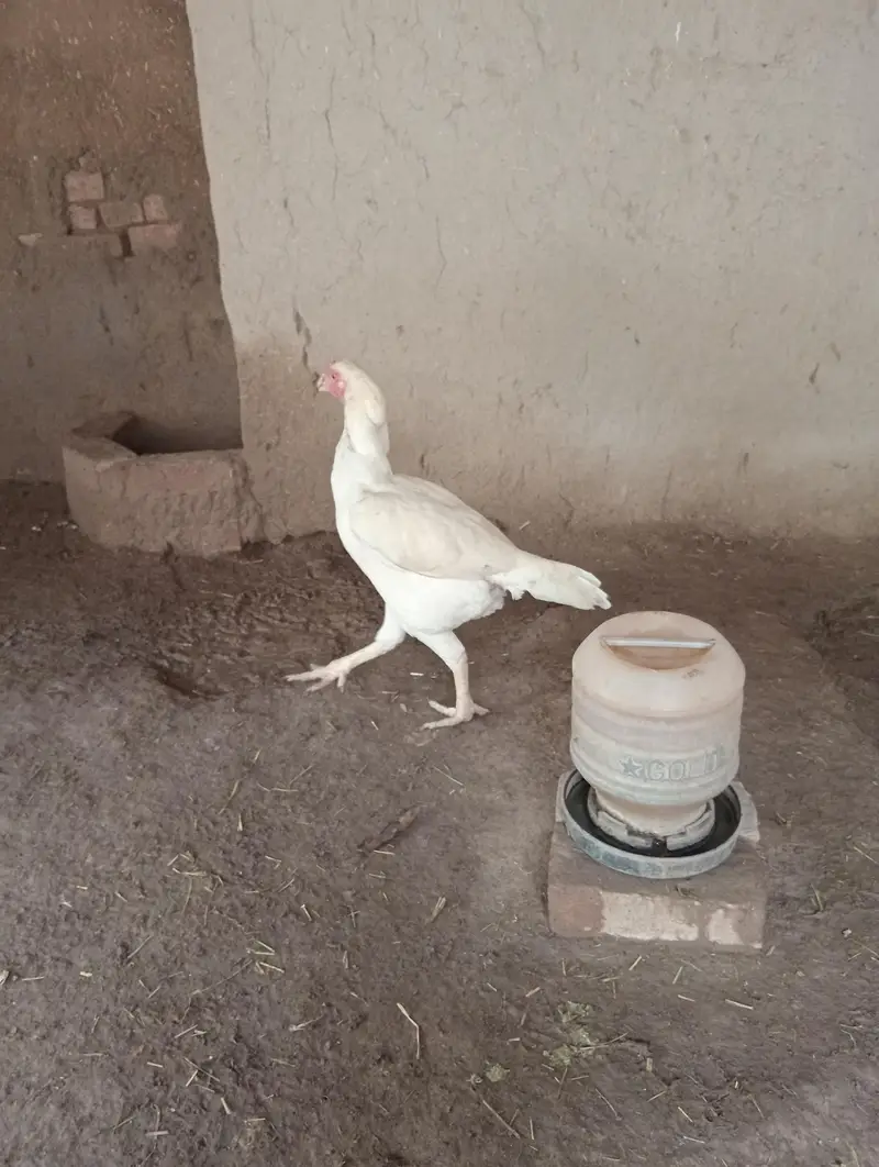 kurk hens — photo 5