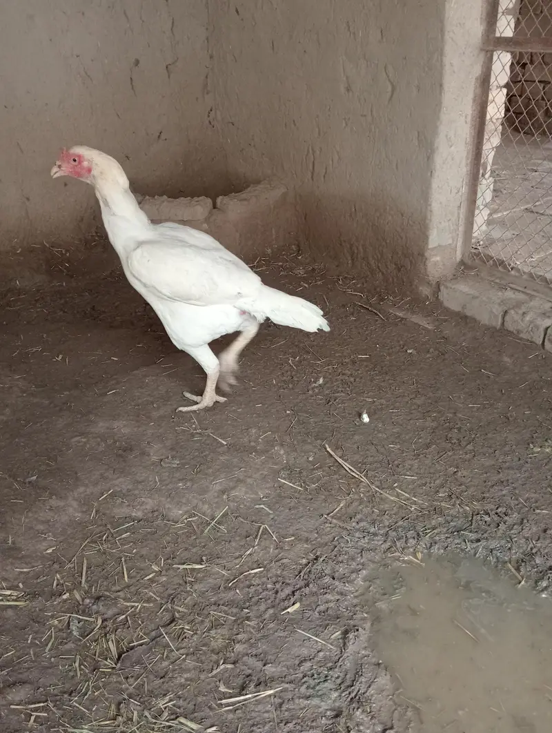 kurk hens — photo 6