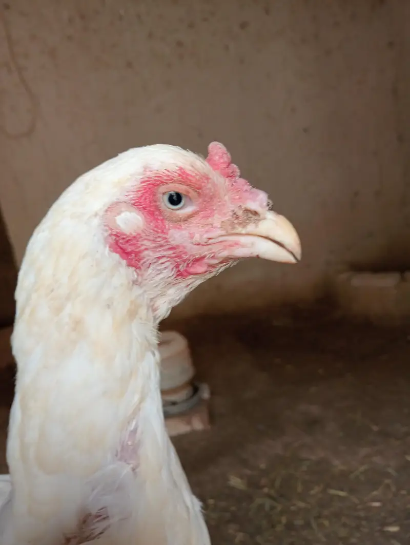 kurk hens — photo 8
