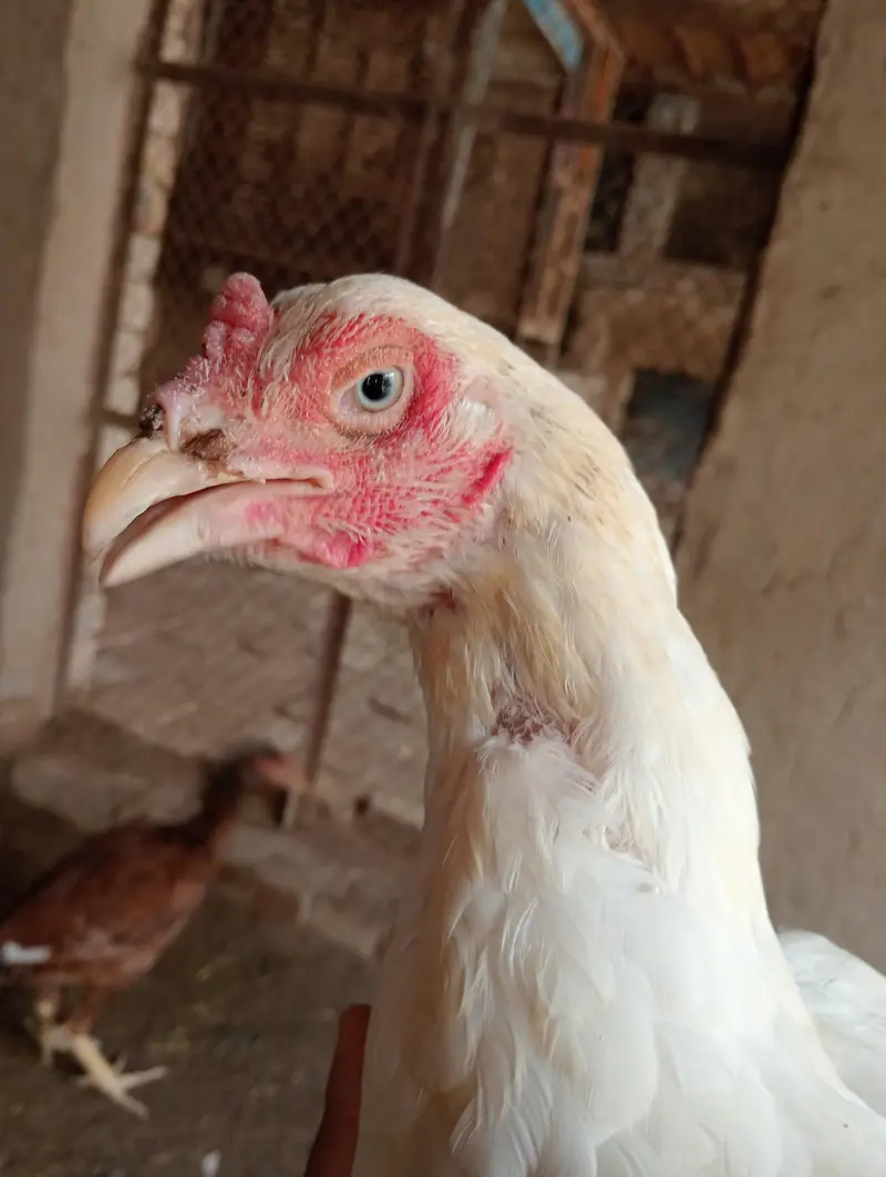 kurk hens — photo 9