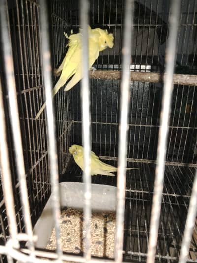 1 cocktail inno pair. aik female inno. 1 common lutino red eyes pair bre
