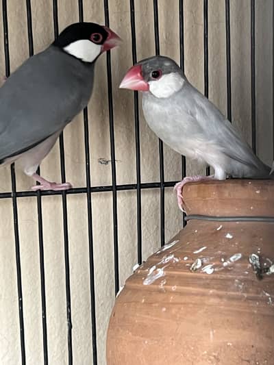 Java bird
