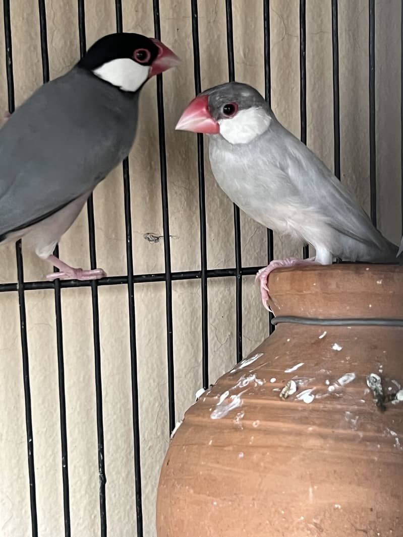 Java bird 0