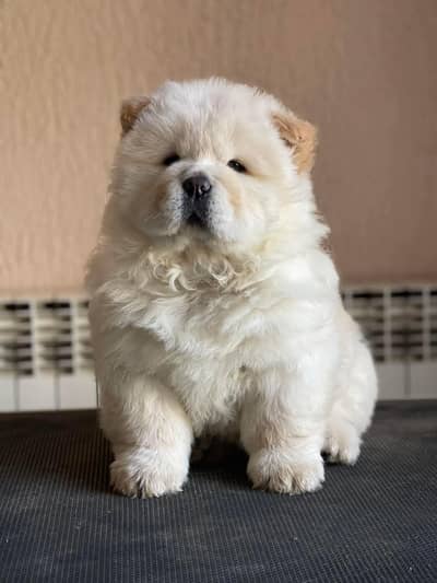 Chow Chow Teddy Bear Face Puppy Available For Import