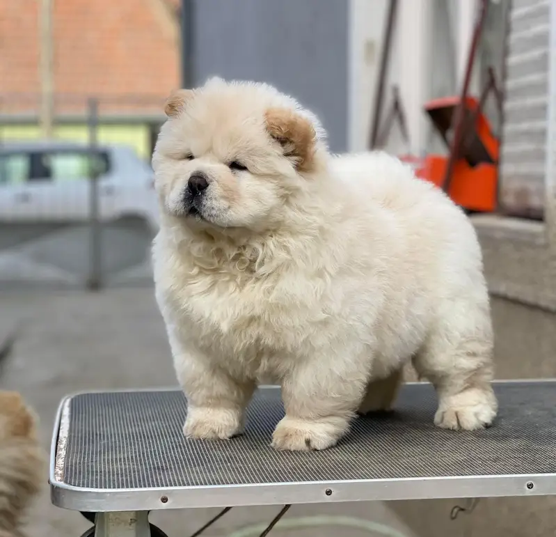 Chow Chow Teddy Bear Face Puppy Available For Import — photo 2