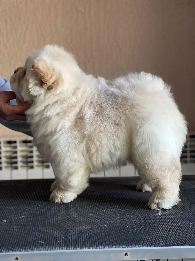 Chow Chow Teddy Bear Face Puppy Available For Import — photo 3