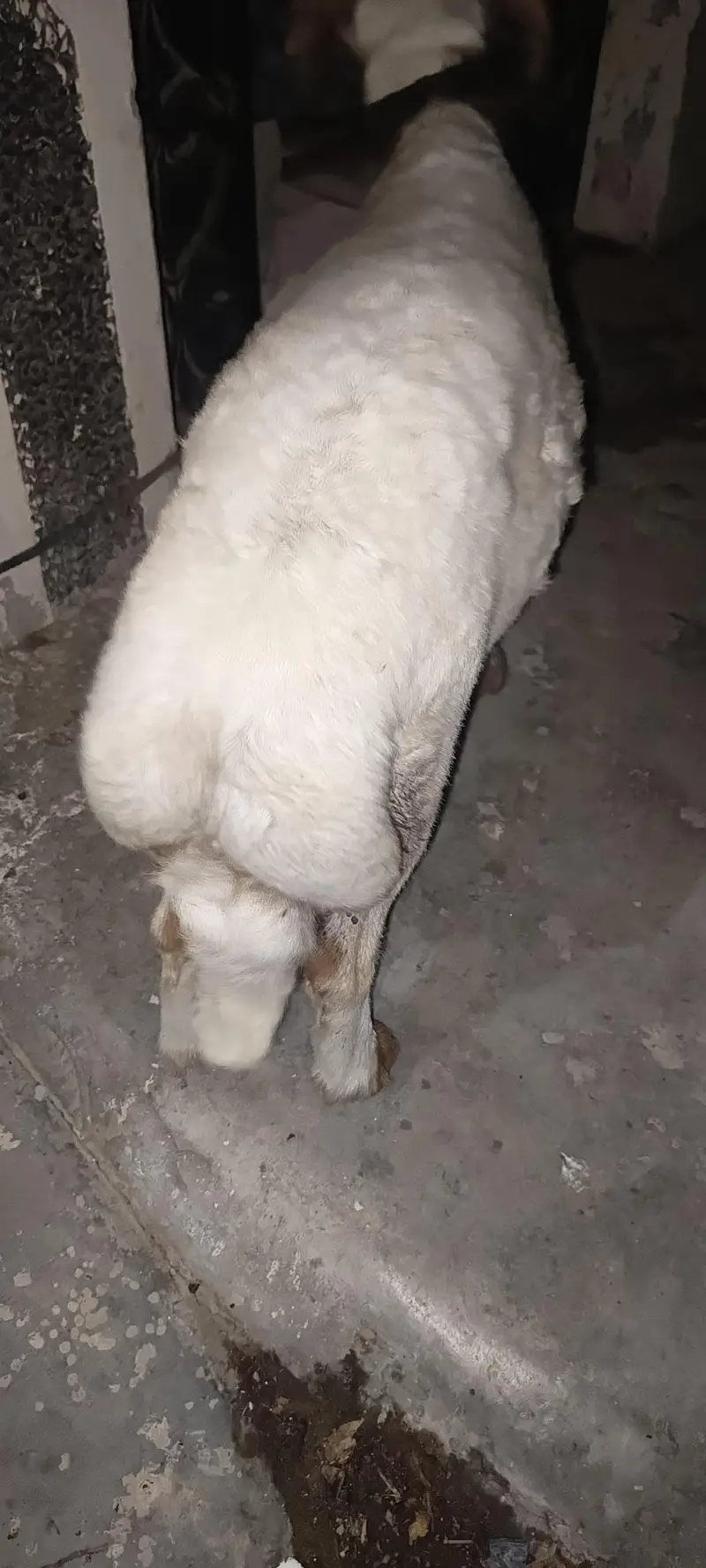 dumba chakke wala sahat mand — photo 3