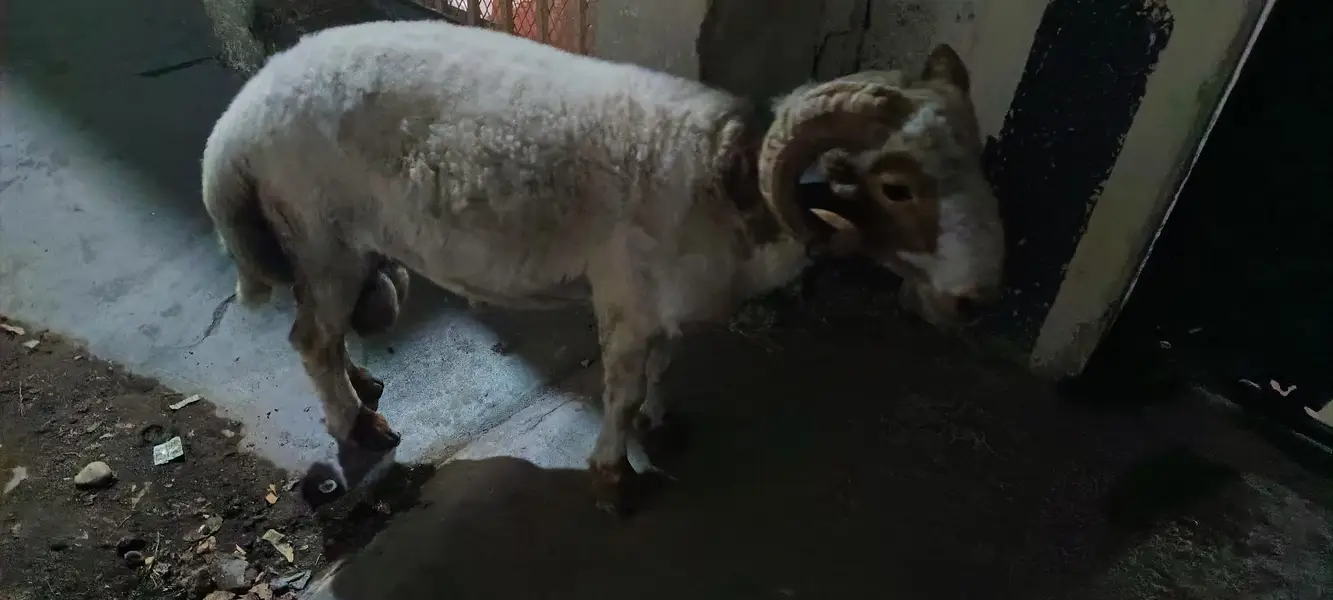 dumba chakke wala sahat mand — photo 5
