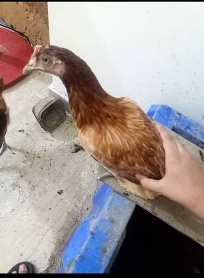 chicken a