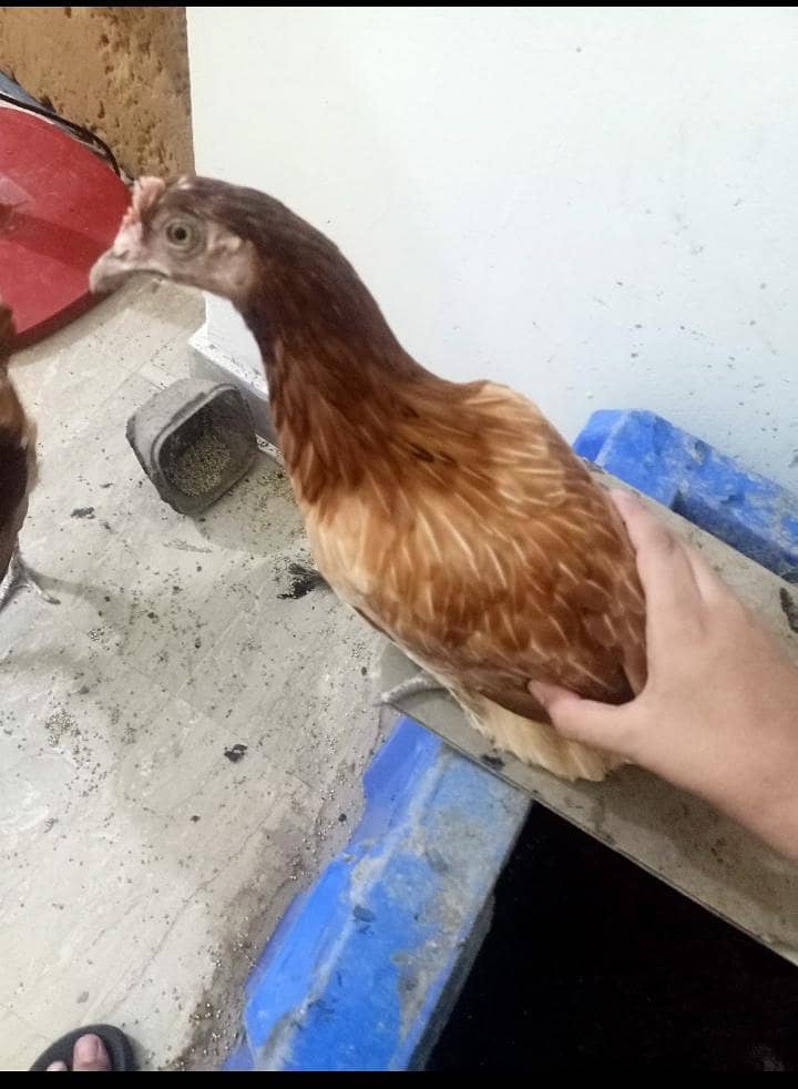 chicken a 0