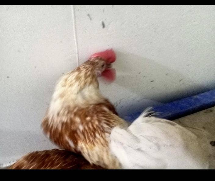 chicken a 1