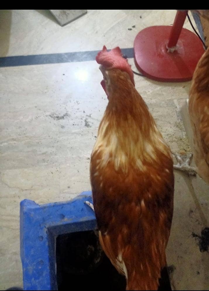 chicken a 2