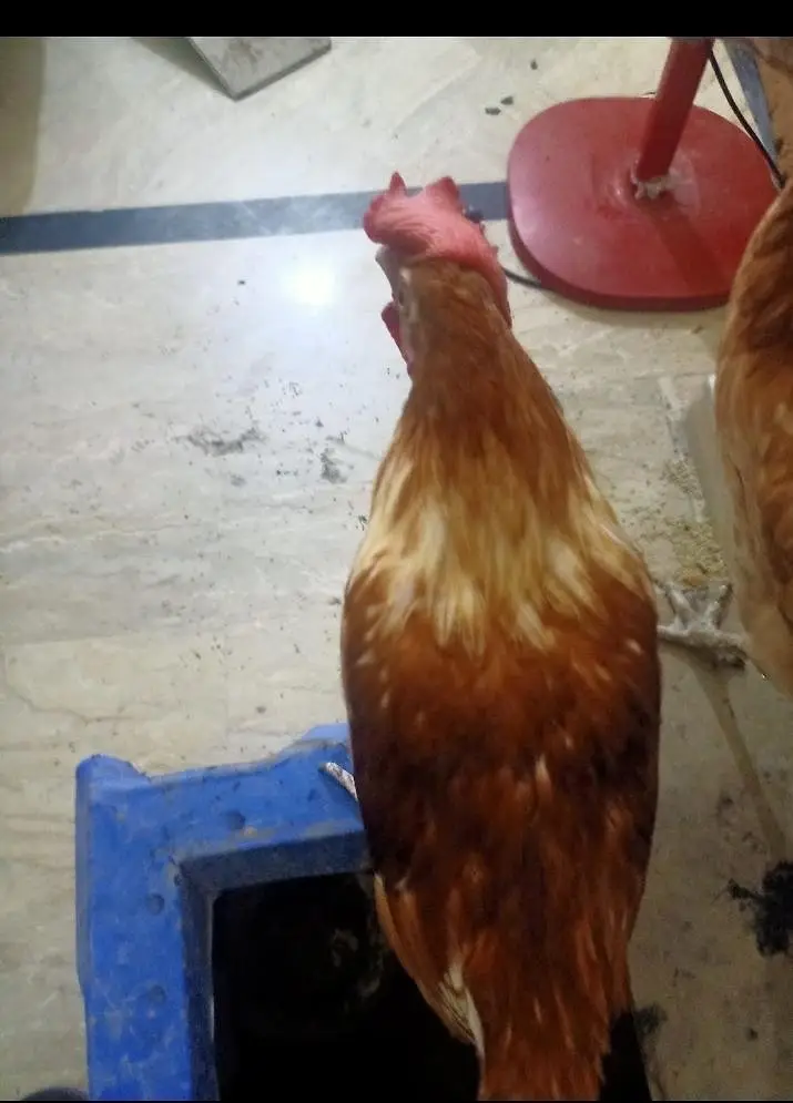 chicken a — photo 3