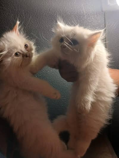 kittens pair Male and Female | Persian Kittens | 2months old