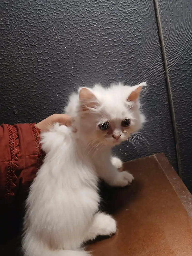 kittens pair Male and Female | Persian Kittens | 2months old — photo 2