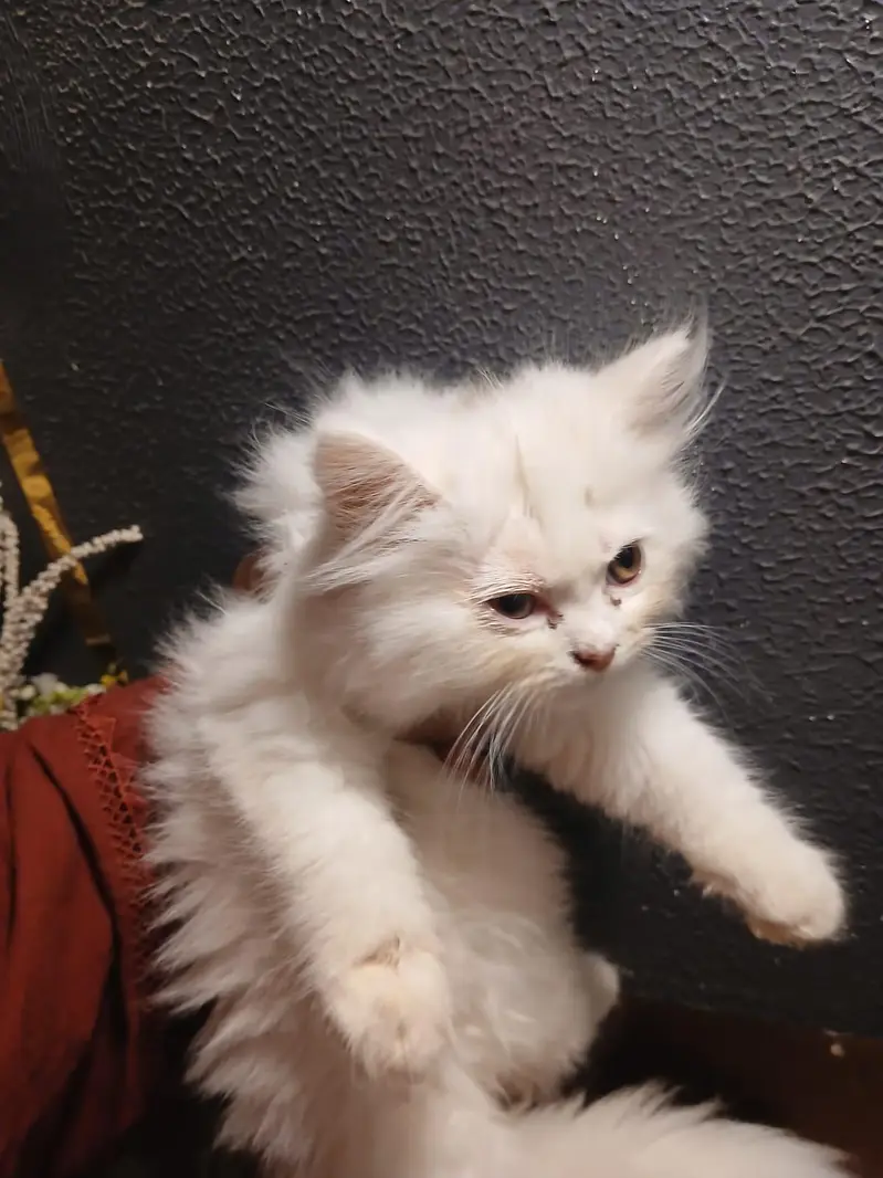 kittens pair Male and Female | Persian Kittens | 2months old — photo 3
