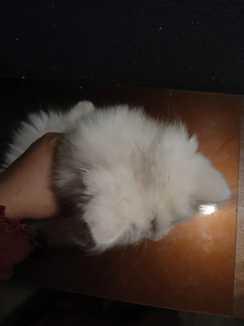 kittens pair Male and Female | Persian Kittens | 2months old — photo 4