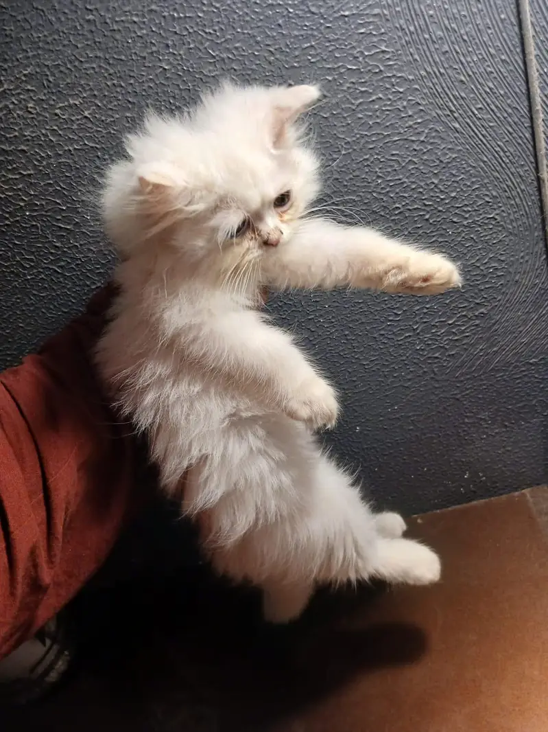 kittens pair Male and Female | Persian Kittens | 2months old — photo 5