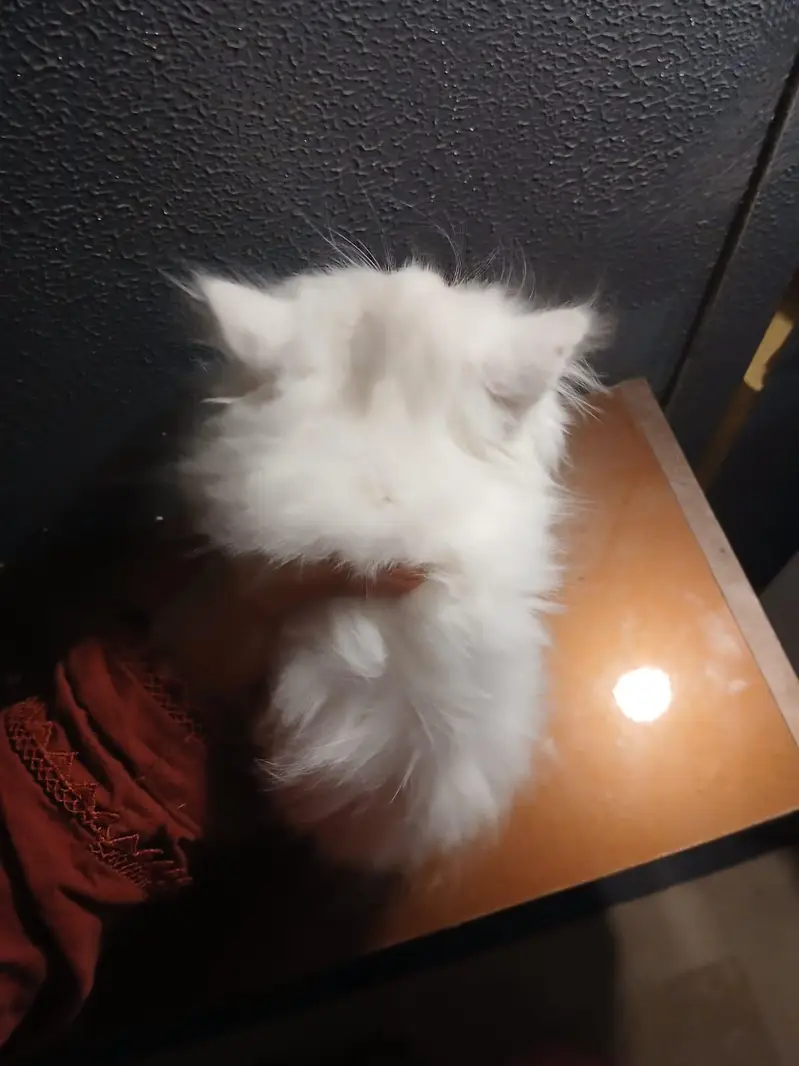 kittens pair Male and Female | Persian Kittens | 2months old — photo 6