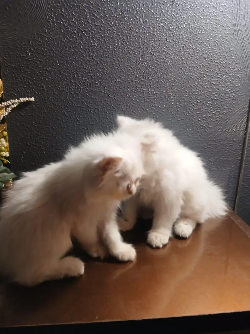 kittens pair Male and Female | Persian Kittens | 2months old — photo 7