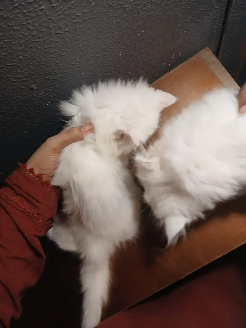 kittens pair Male and Female | Persian Kittens | 2months old — photo 8