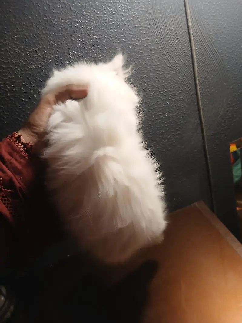kittens pair Male and Female | Persian Kittens | 2months old — photo 9