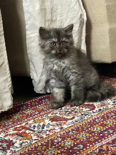 kittens long coat's