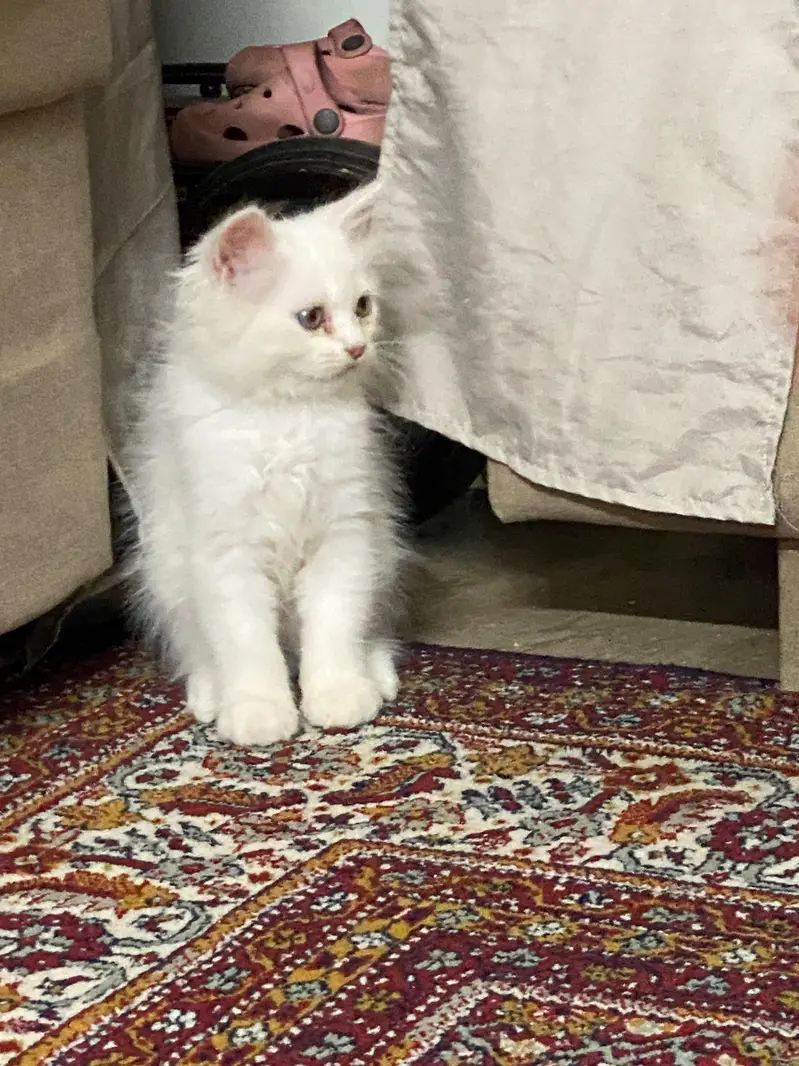 kittens long coat's — photo 2