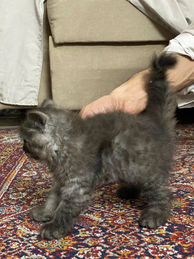 kittens long coat's — photo 3