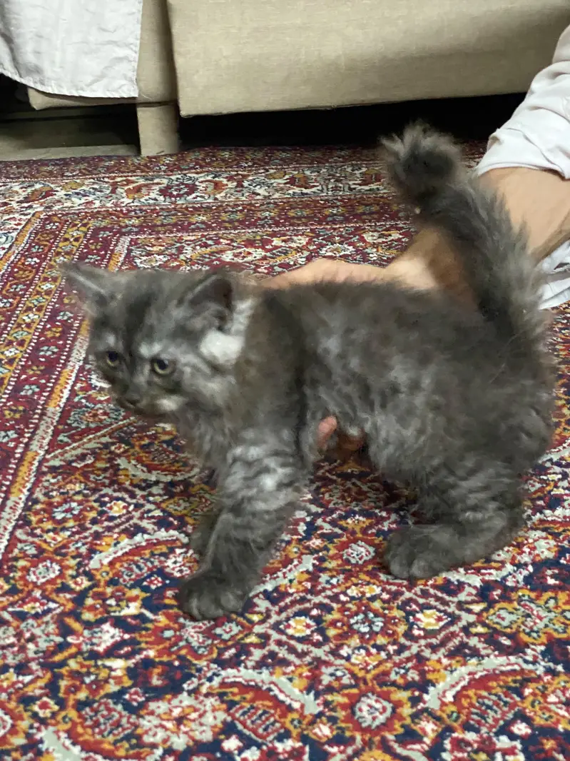 kittens long coat's — photo 4