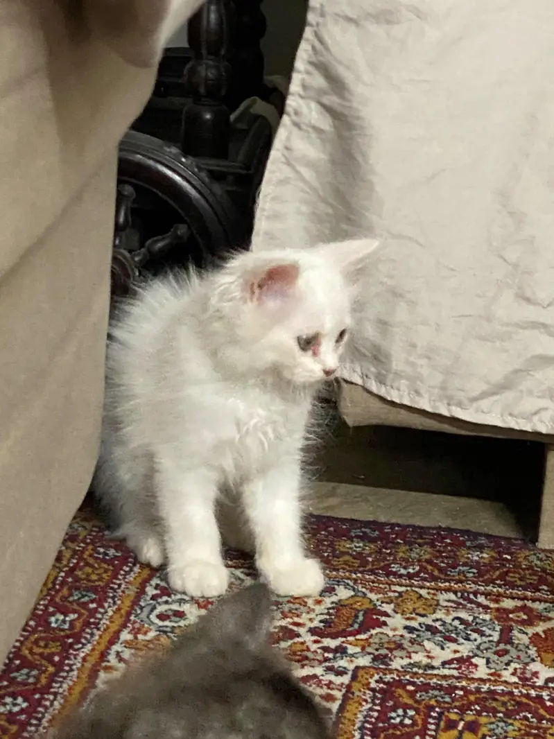 kittens long coat's — photo 5