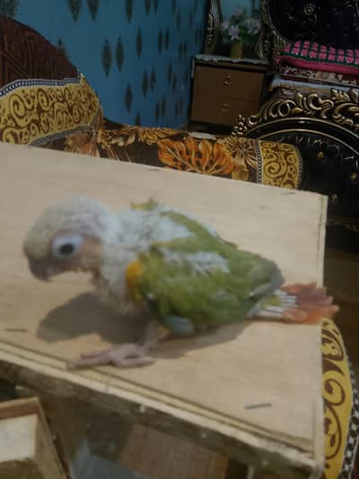 Pineapple Conure chick