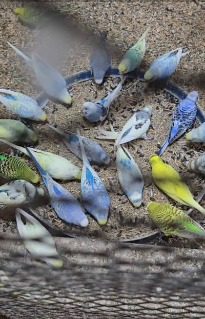 Budgies Breeder Pairs Available
