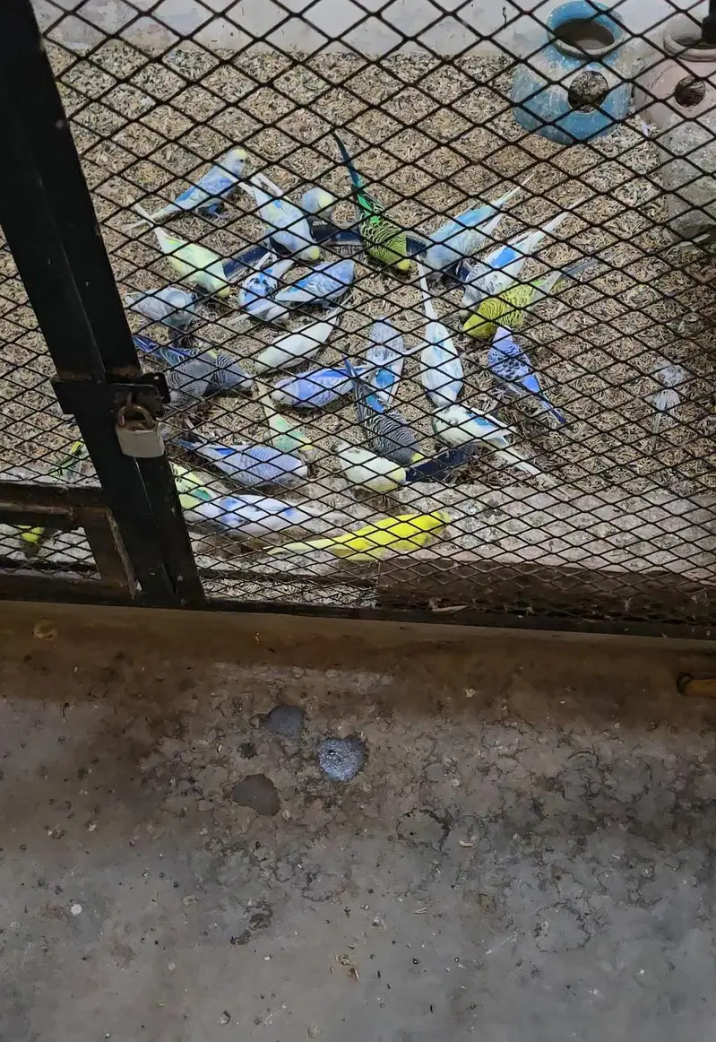 Budgies Breeder Pairs Available — photo 2