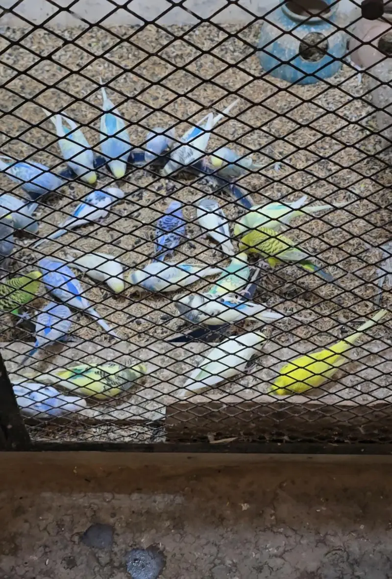 Budgies Breeder Pairs Available — photo 3