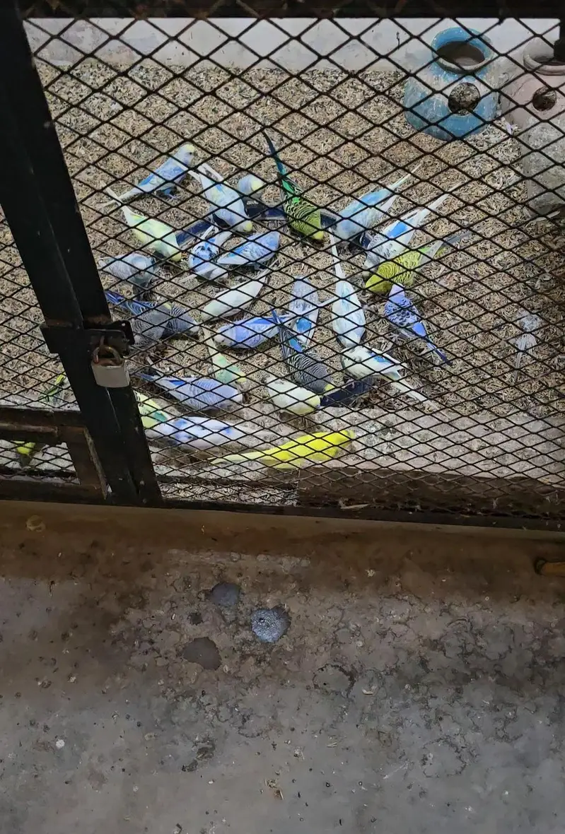 Budgies Breeder Pairs Available — photo 5