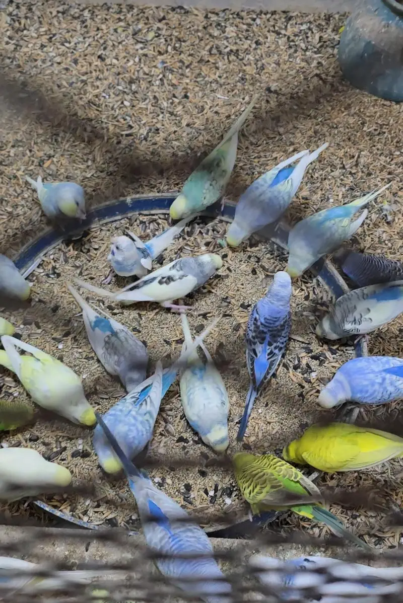 Budgies Breeder Pairs Available — photo 6
