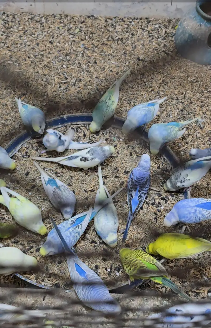 Budgies Breeder Pairs Available — photo 7