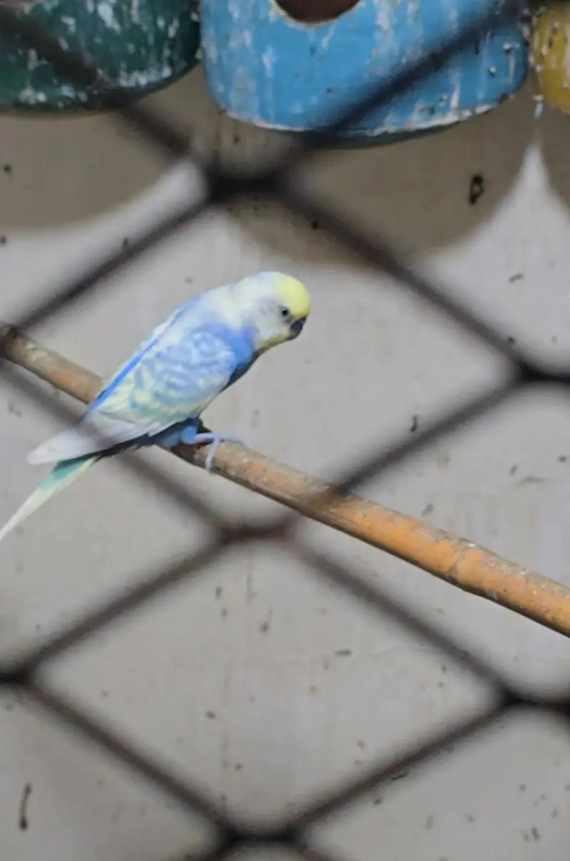 Budgies Breeder Pairs Available — photo 8