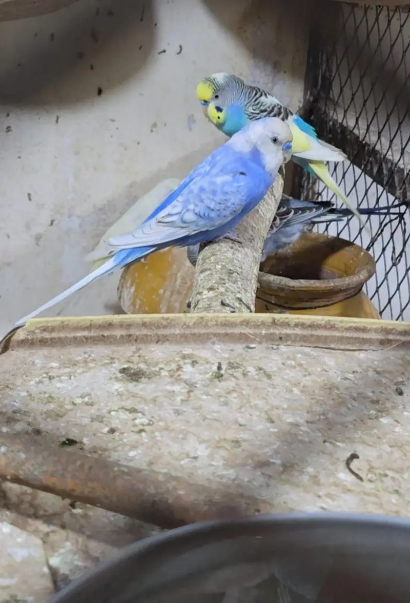 Budgies Breeder Pairs Available — photo 9