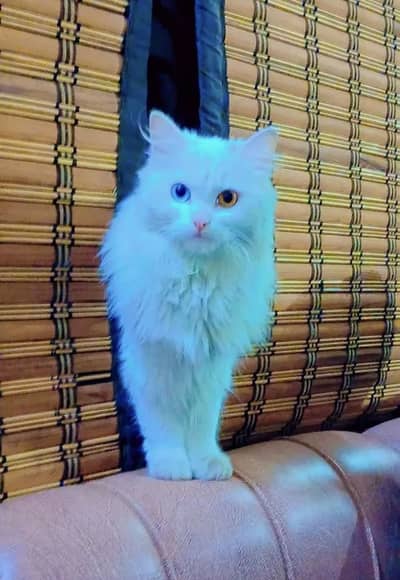 Cat For Sale