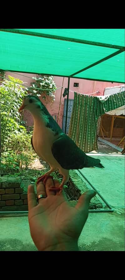 Hand Tame patha Kabootar for sale